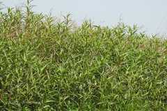 Polygonum glabrum